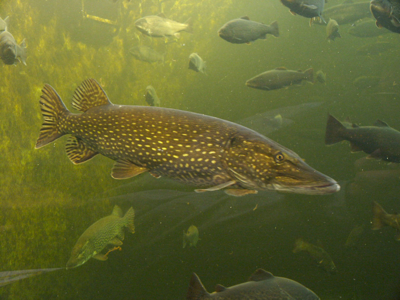 Esox lucius (Luccio)